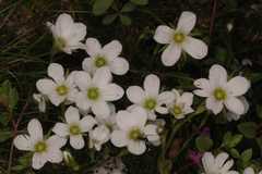 Arenaria bryophylla